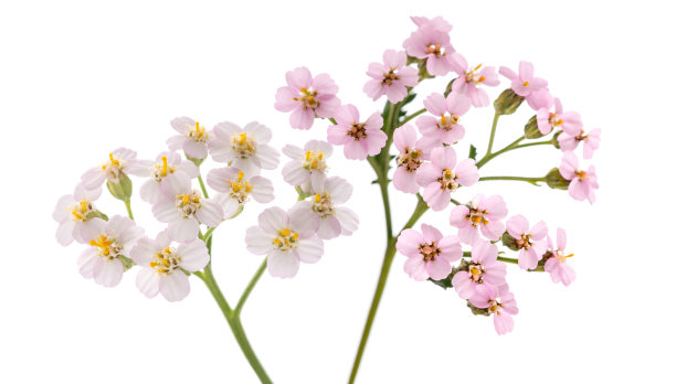 achillea