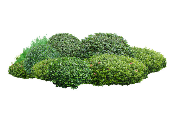 shrub