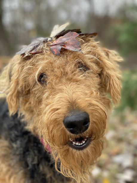 airedale