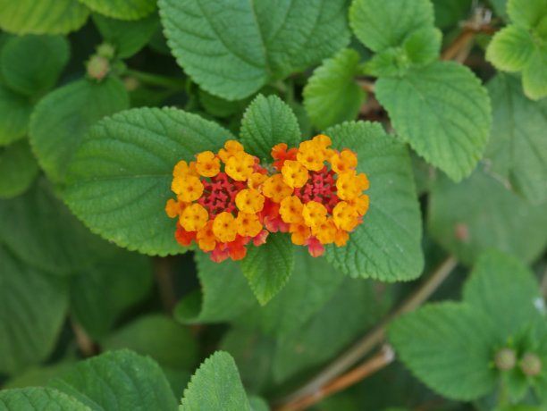 lantana