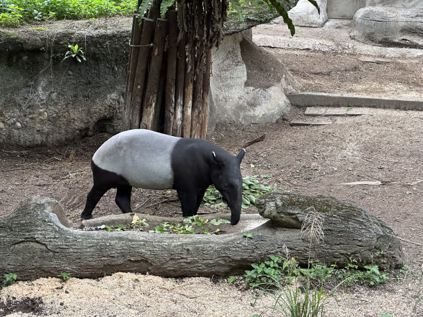 tapir