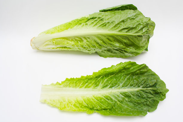 romaine