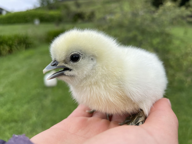 cock