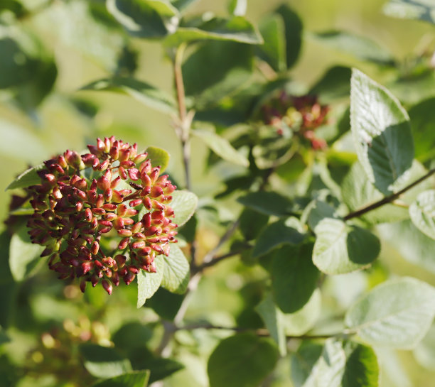 viburnum