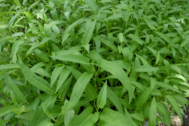 花簇,叶子,植物学