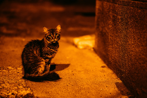 stray