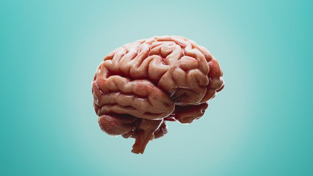 cerebrum