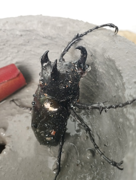 lucanus