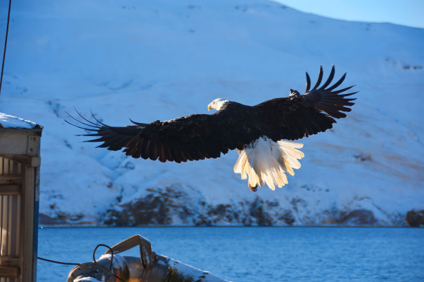 freedom
