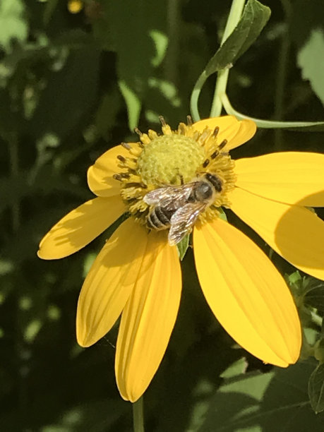 pollination