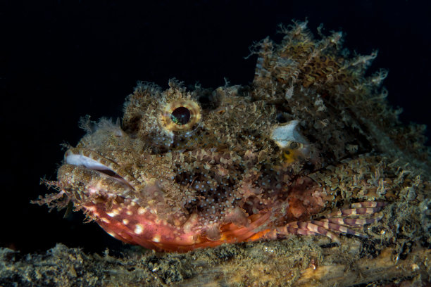 pterois