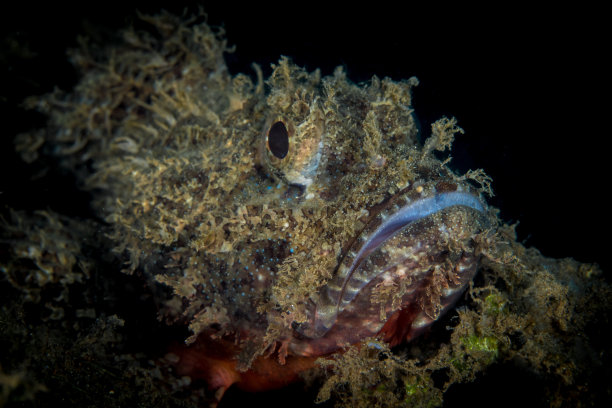 pterois