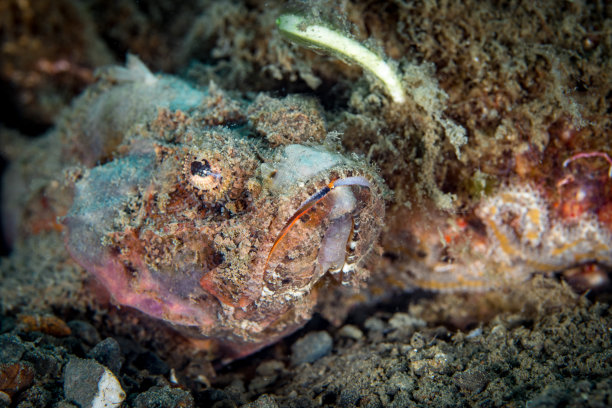 pterois