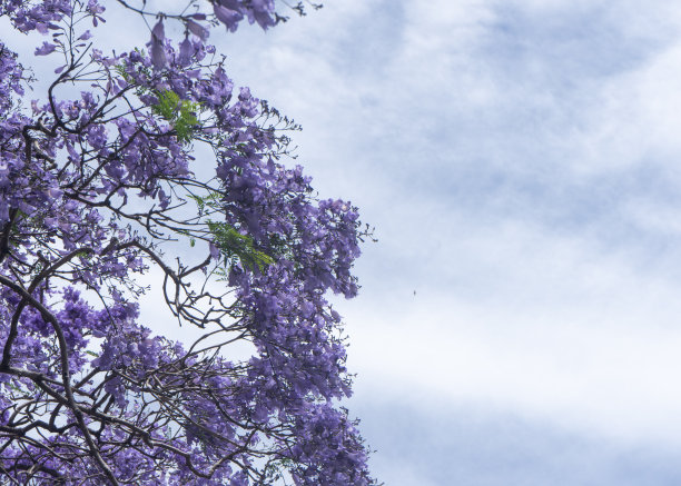 jacaranda