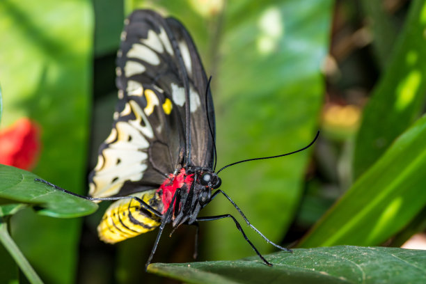 ornithoptera