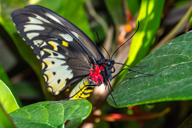 ornithoptera