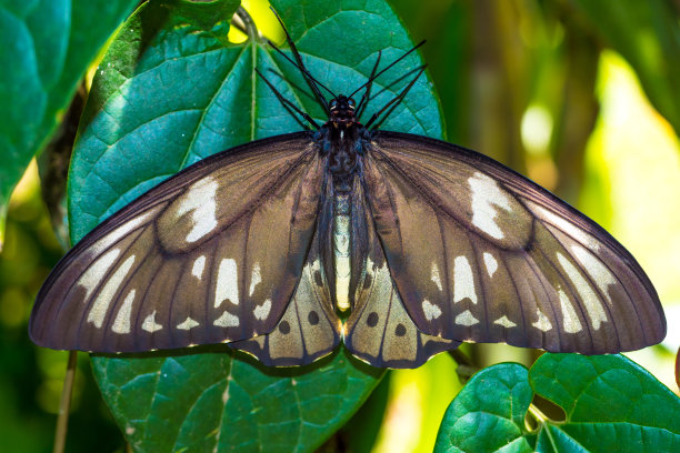 ornithoptera