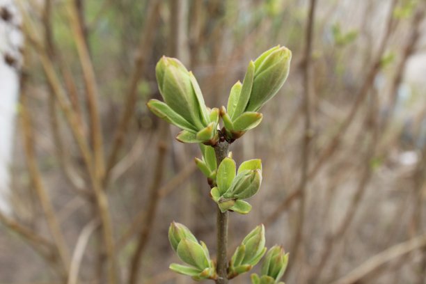 twig