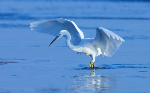 egret