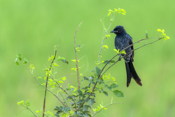 drongo