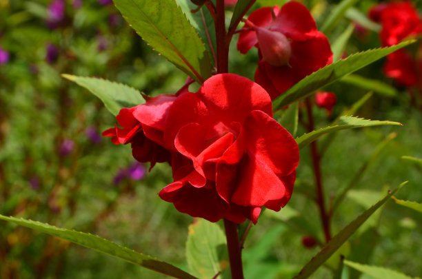 impatiens
