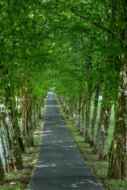 avenue