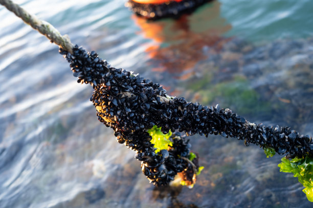 mussels