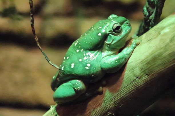dendrobates