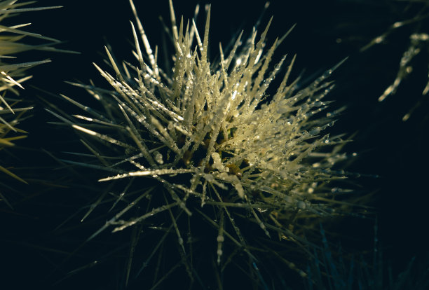 cholla