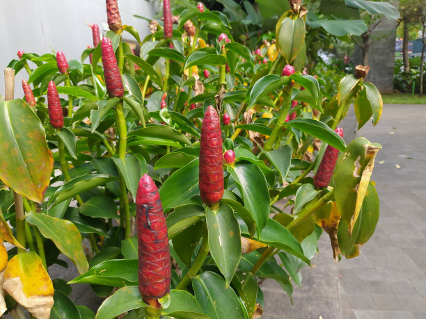 costus