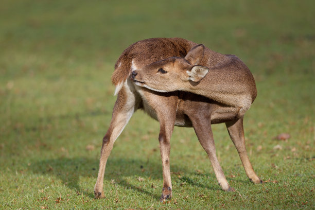 doe