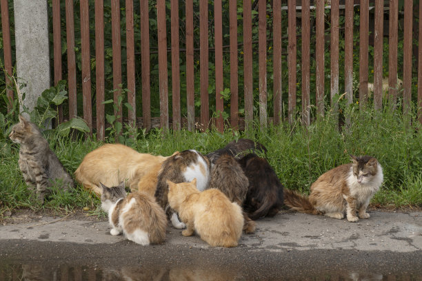 stray