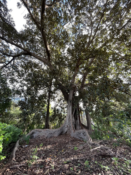 banyan