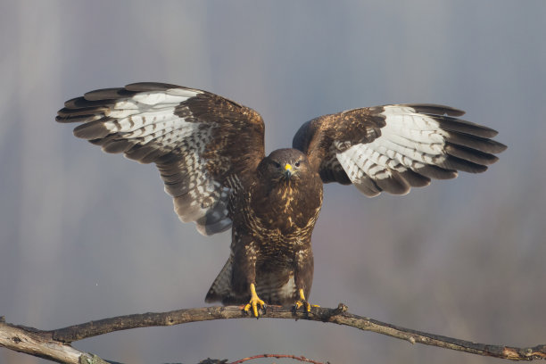 buzzard