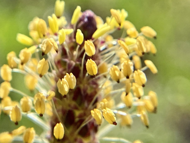 stamens