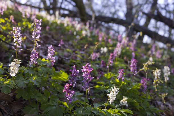 corydalis