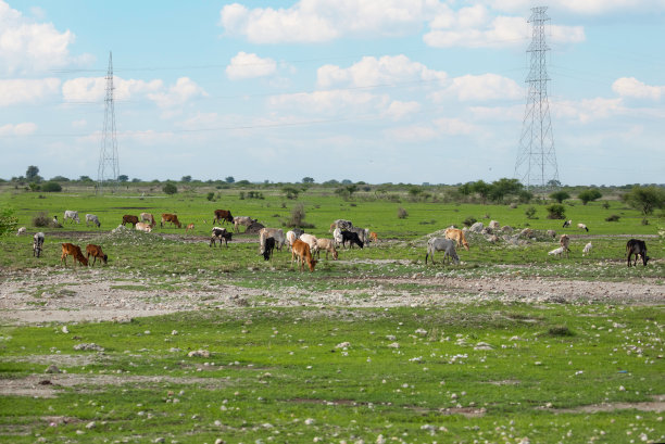savanna