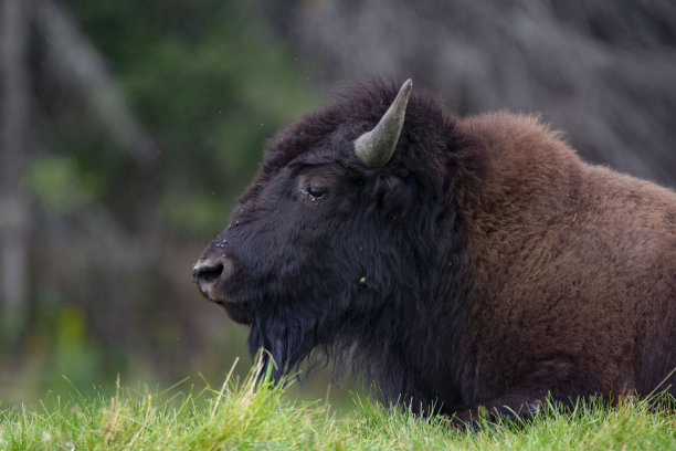 bison