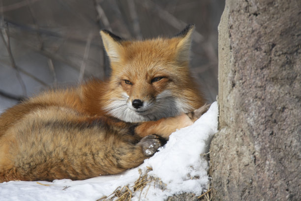 fox