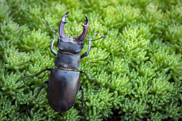 arthropod