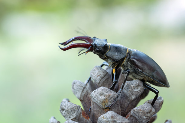 lucanus