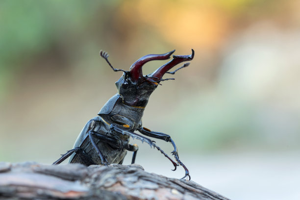 horned
