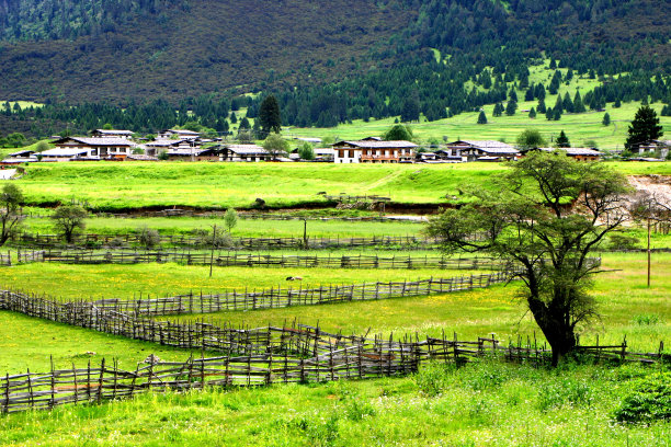 青藏高原,草场,房子