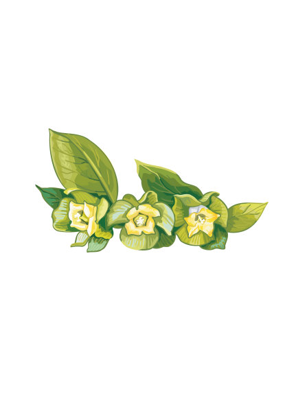 vegetation