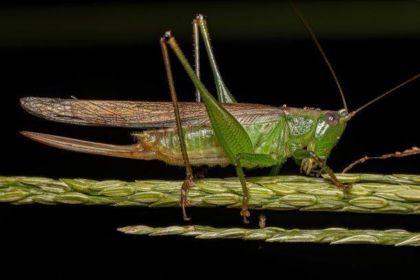 katydid