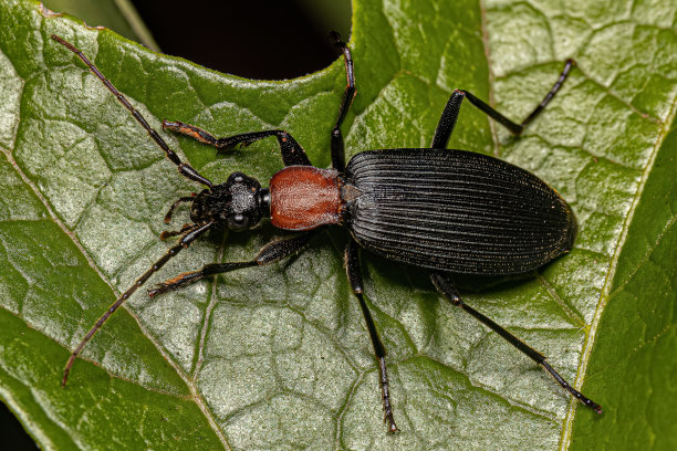 beetles