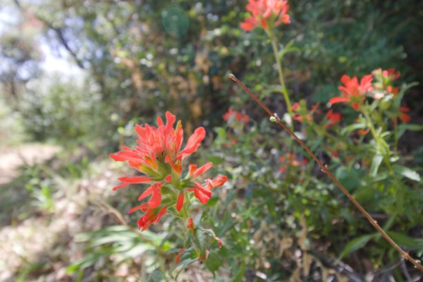 hawkweed