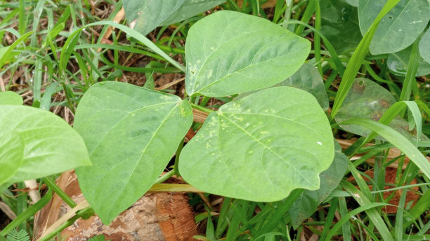 codiaeum