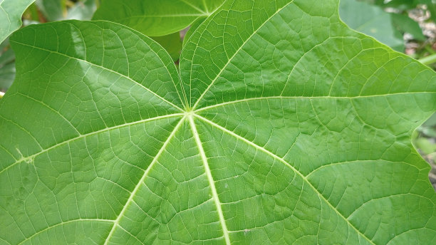 codiaeum