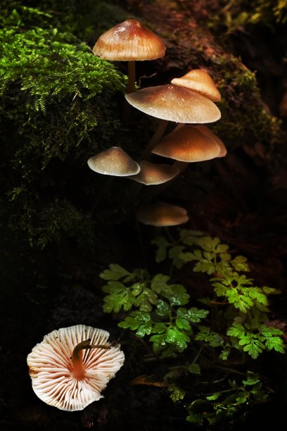 flora